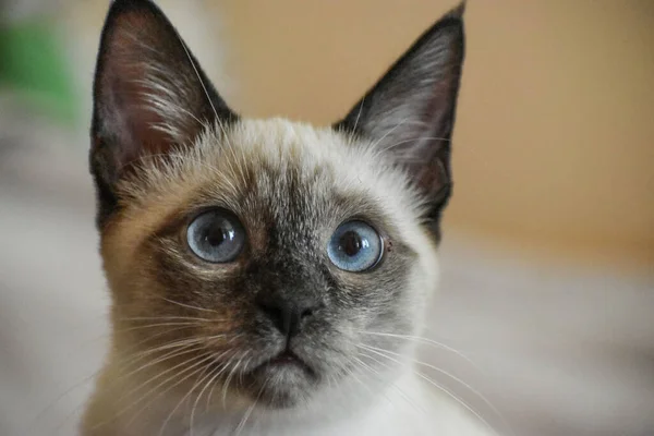 Pet Cat Siamese Portrait Close —  Fotos de Stock