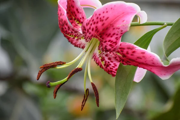 Bulanık arkaplanda Pembe Kaplan Zambağı