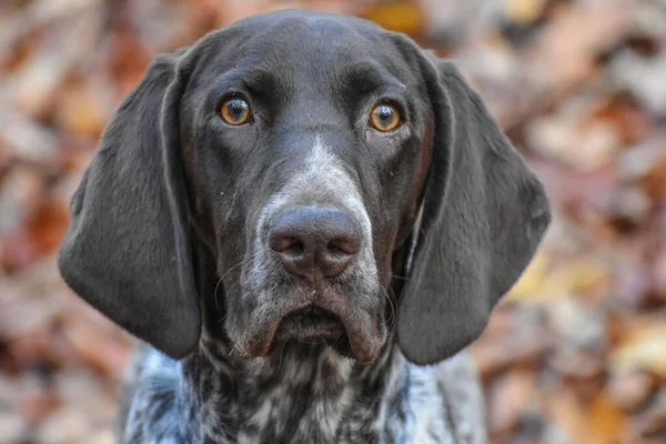 Alman Kısaltması bulanık sonbahar arkaplanına karşı Pointer yayınladı