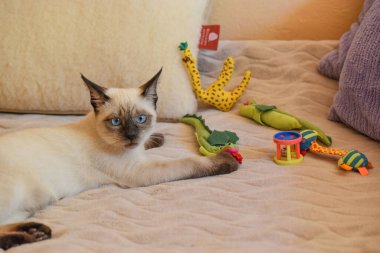 Kedi siyam kedisi oyuncaklarıyla yatakta yatıyor.