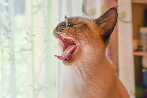 Pet Esneyen Kedi Pencereye Yakın — Stok fotoğraf