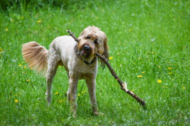 Köpek Tibet Teriyeri tahta bir sopayla oynuyor.