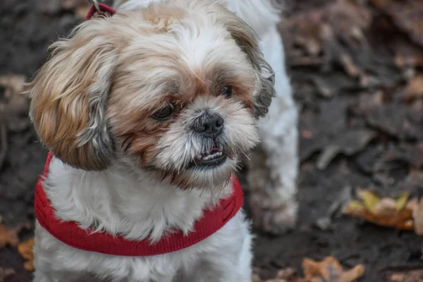 Çiftleşen köpek, Shih Tzu portresi