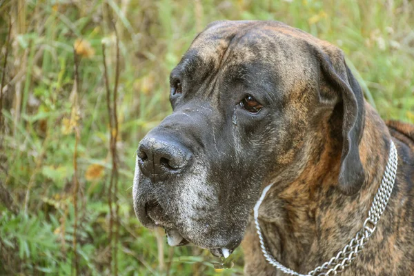 Büyük Köpek Danua Portresi Yakından