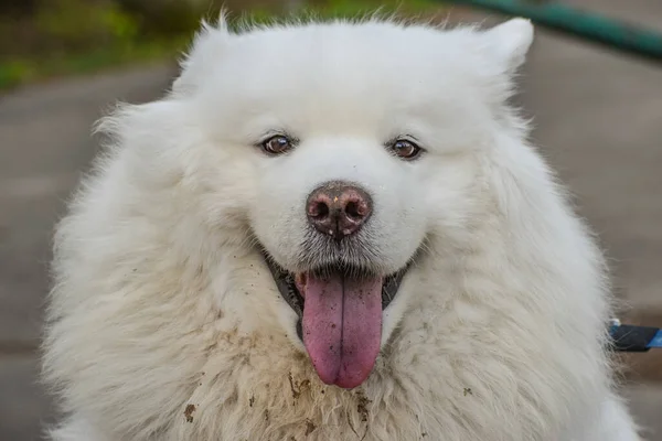 Beyaz Köpek Japon Spitz kameraya gülümsüyor.