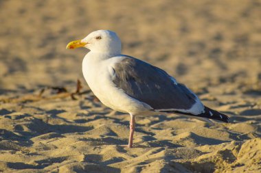 Gün batımında sahilde martı