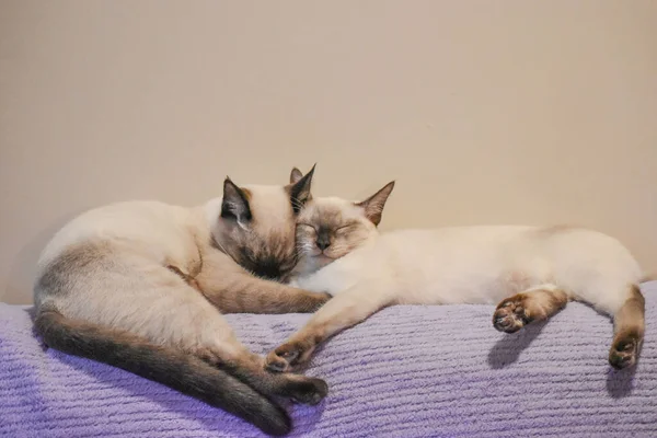 Evcil hayvanlar. Kanepede uyuyan iki Siyam kedisi