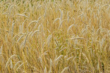 Mısır gevreği tarlasını kapatın.