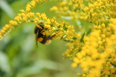 Çayırdaki sarı bitki dalında bir arı.
