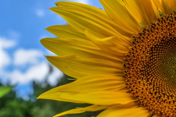 Bahçe yeşili ve gümüşi dekoratif çimenler