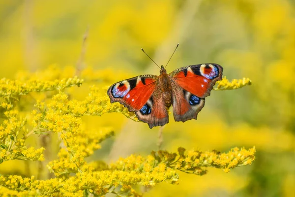 Kelebek, çayırdaki yabani sarı çiçeklere yaklaş. 