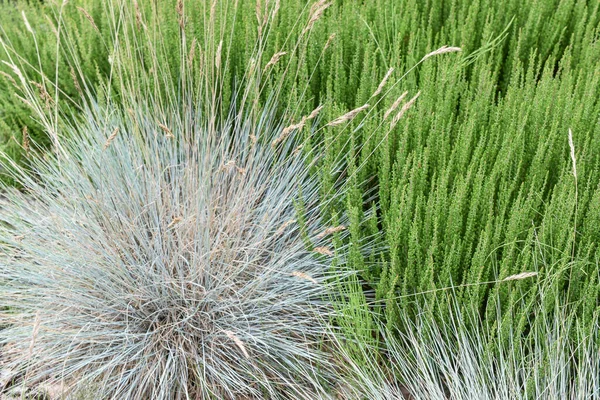 Bahçe yeşili ve gümüşi dekoratif çimenler