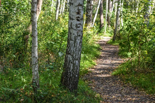 Eylül güneşli bir günde Orman Yolu