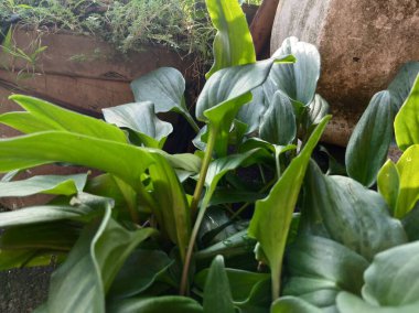 Bir saksının içinde yetişen evin önünde yeşil bir bitki var.