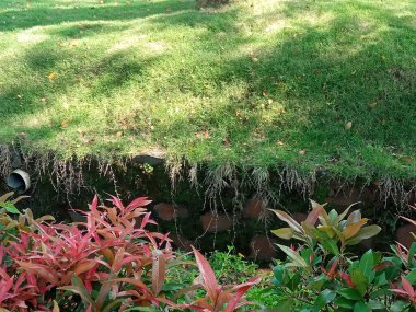 Kırmızı filizli ve yeşil çimenli, taş duvarları bitkilerle kaplı bir bahçe.