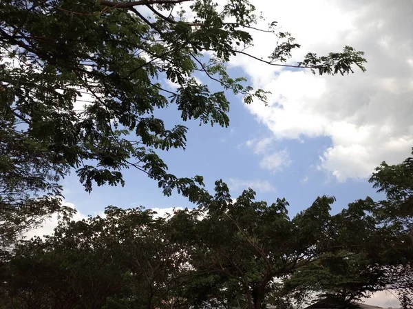 Zöld Levelek Gyűjteménye Egy Magas Fáról Felhős Égbolton — Stock Fotó