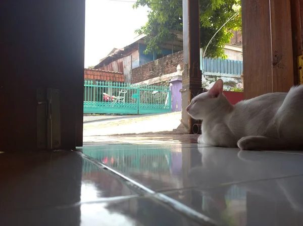 Açık Kapının Yanındaki Beyaz Kedi Yavrusu Evin Dışına Bakıyor Yavru — Stok fotoğraf