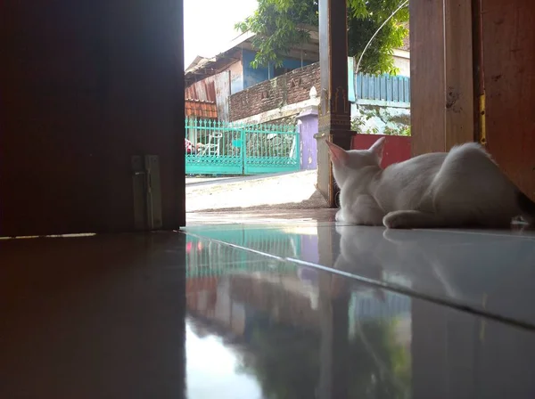 Chaton Blanc Près Porte Ouverte Regarde Devant Maison Chaton Détendre — Photo