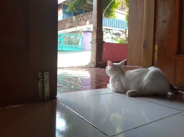 Gatinho Branco Pela Porta Aberta Está Olhando Para Fora Casa — Fotografia de Stock