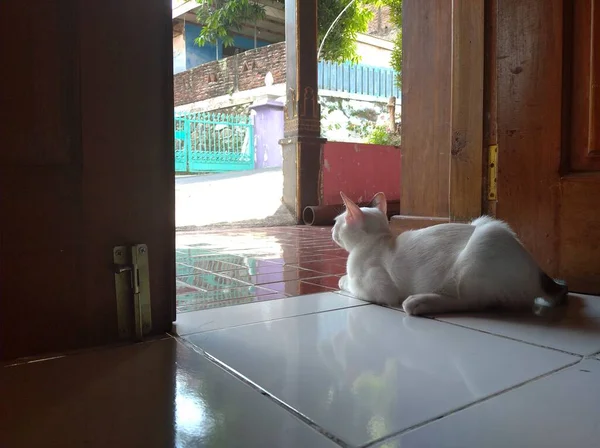 玄関の白い子猫が家の外を見ている 子猫はリラックスして — ストック写真