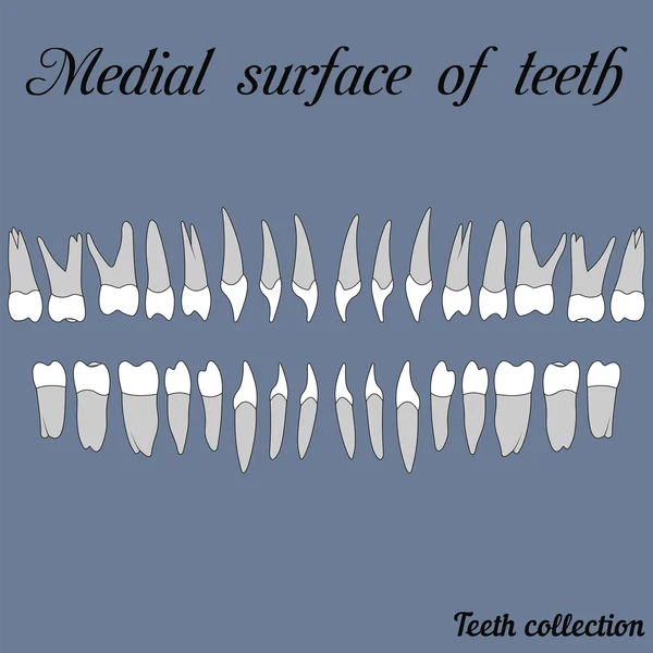 Медіальна поверхня зубів — стоковий вектор