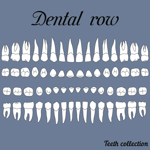 Dientes de fila dental — Archivo Imágenes Vectoriales