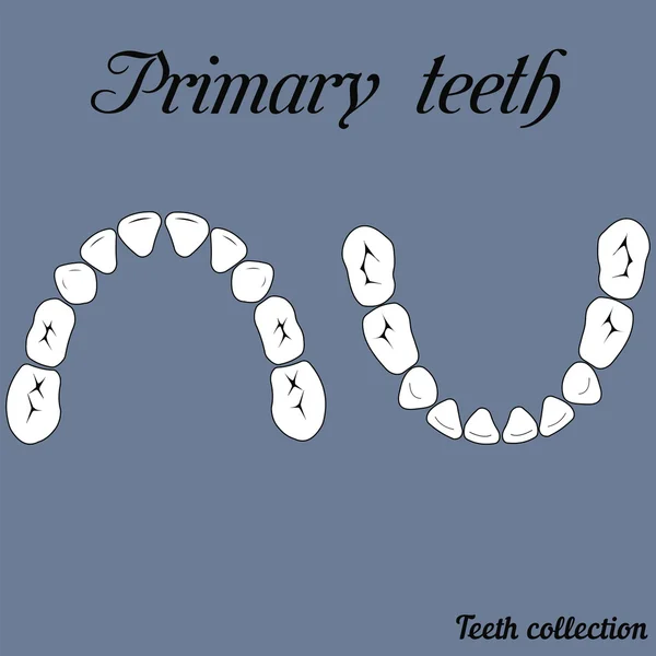 Закриття зубів — стоковий вектор