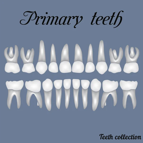 Fechamento de dentes —  Vetores de Stock