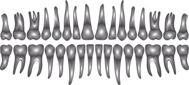 baskı için ön dişini veya tasarım