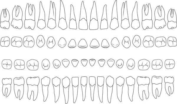 Dente anteriore per la stampa o il design — Vettoriale Stock