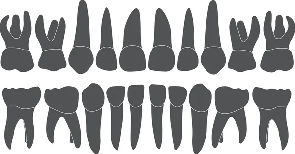 Dente frontal para impressão ou design —  Vetores de Stock