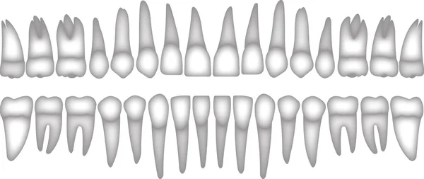 Передній зуб для друку або дизайну — стоковий вектор