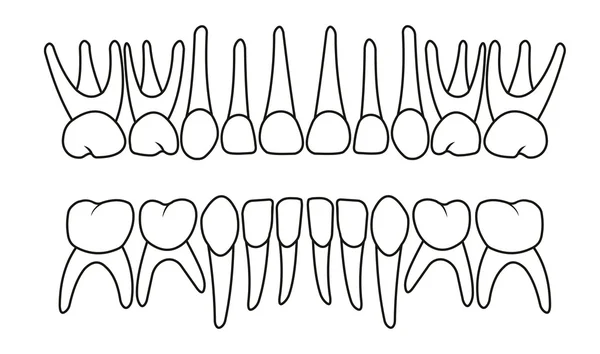 Diente delantero para impresión o diseño — Vector de stock