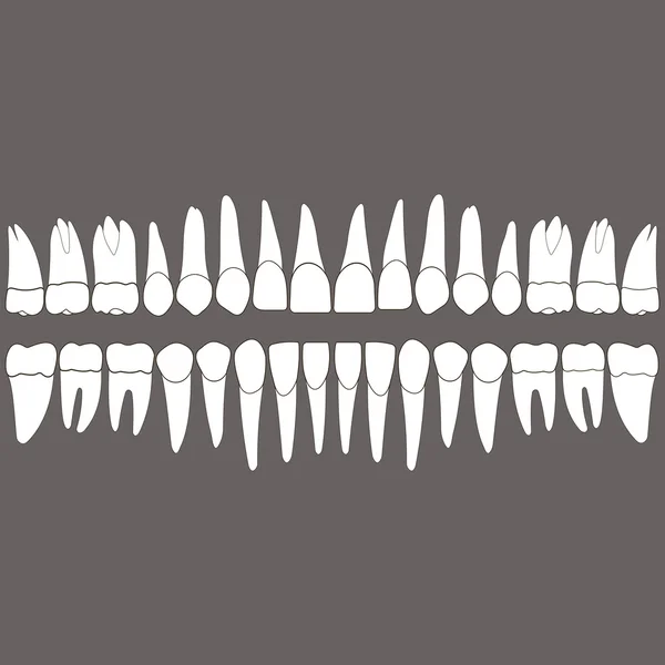 A nyomtatvány elülső fogak vagy design — Stock Vector