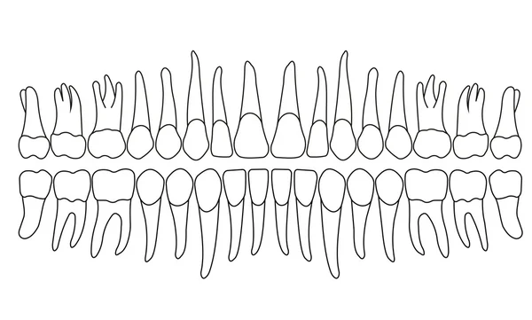 Dentición en blanco para impresión o diseño — Vector de stock