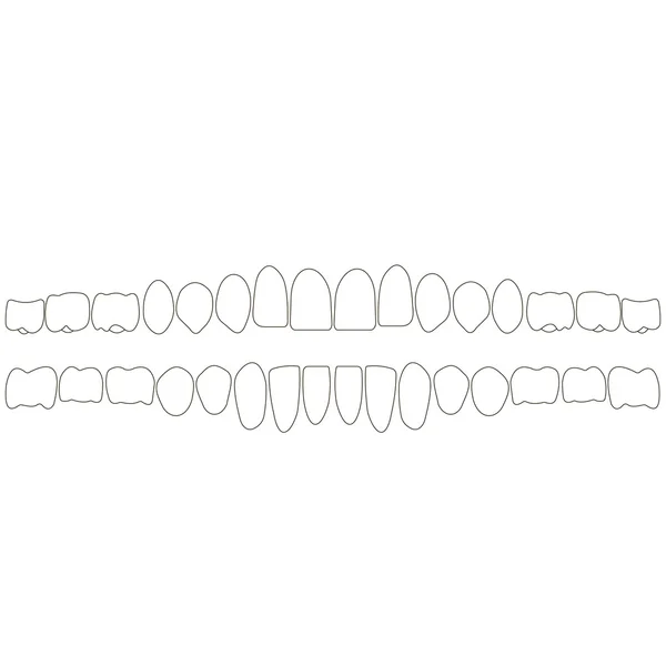 Dientes humanos íconos vectoriales isométricos establecidos. Ilustración isométrica plana del vector del implante dental, diente humano aislado en blanco . — Archivo Imágenes Vectoriales