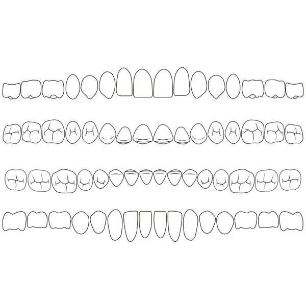 Dentição, a porção da coroa do dente —  Vetores de Stock