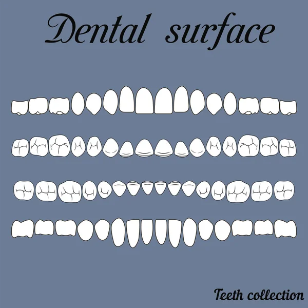 Superficie dental mandíbula superior e inferior, la superficie de masticación de los dientes incisivo, canino, premolar, bikus, molar, muela del juicio, en el vector de impresión o diseño — Vector de stock