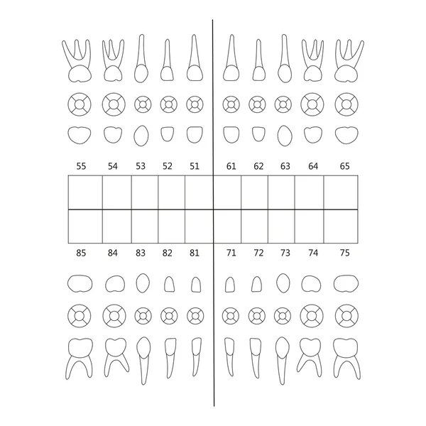 Nota dentale primaria — Vettoriale Stock