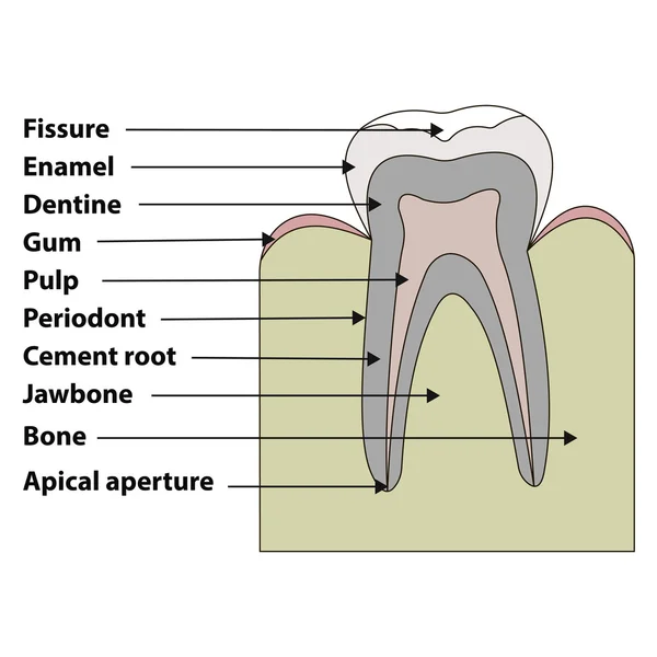 Estructura anatómica de las fisuras dentales, esmalte, dentina, encías, pulpa, periodonto, cemento radicular, mandíbula, ilustración vectorial ósea para impresión o diseño — Vector de stock