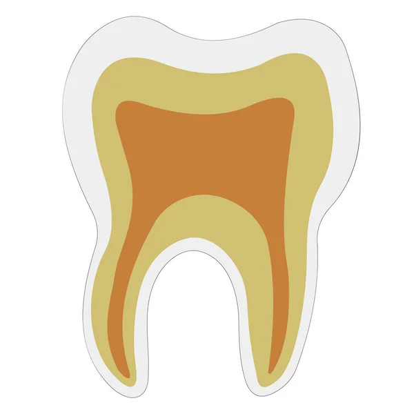 Forme anatomique dentine pulpe d'émail, structure vectorielle de dents de logo pour la clinique dentaire — Image vectorielle