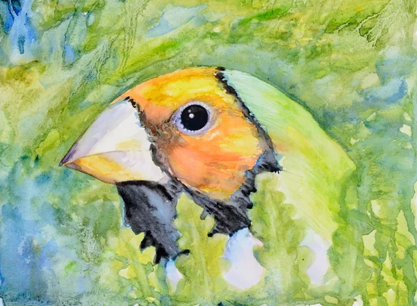 Gouldian 피리 새 류의 원래 수채화 그림. — 스톡 사진