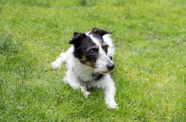 Jack Russell çapraz uzağa köpek arıyorum.