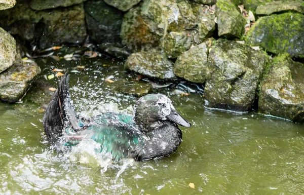 Каюжская утка плескается в пруду . — стоковое фото