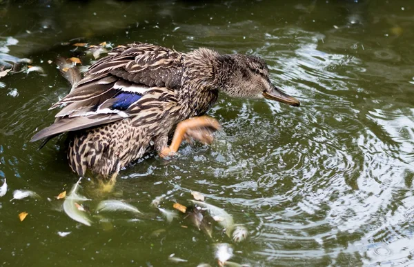 Кряква-утка брызгает в пруд . — стоковое фото