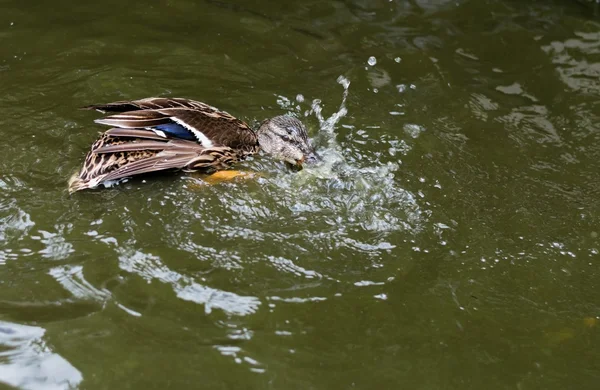 Кряква-утка брызгает в пруд . — стоковое фото