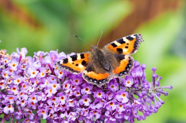 Küçük kaplumbağa kabuğu kelebek Buddleia çiçek