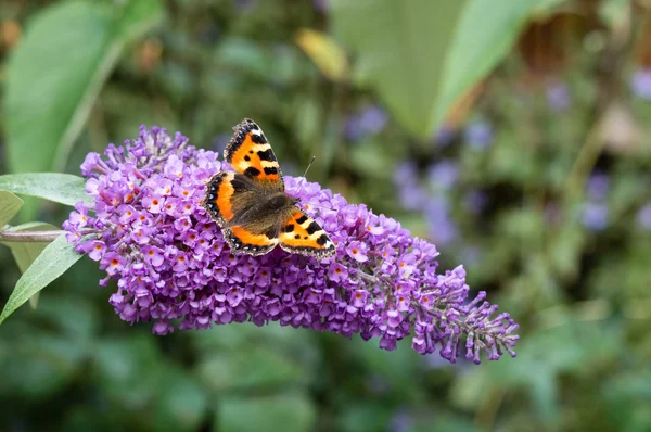 Küçük kaplumbağa kabuğu kelebek Buddleia çiçek