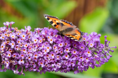 Small Tortoiseshell butterfly on Buddleia flower clipart