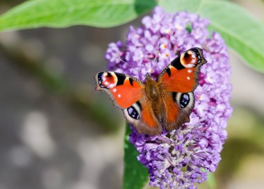Buddleia çiçek Avrupa tavus kelebeği